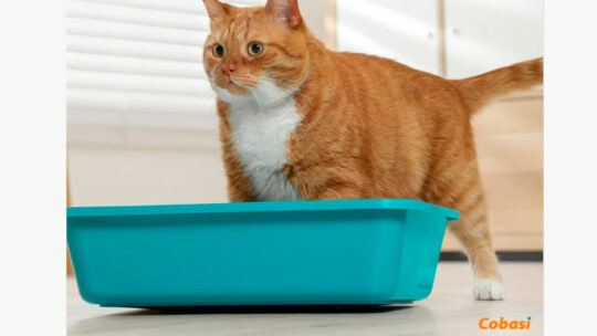 Comente e Ganhe! Nova Promoção da Cobasi Dá Vale-Compras de R$400 em Areia para Gatos